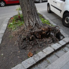 Spektakuläre Bergung in Wien-Meidling: Baum drohte umzustürzen 