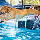 Hundetag in Korneuburg: Spaß beim Dog Diving und Co.