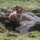 KOE_Wildpark Fuchsbau onlne 6.jpg