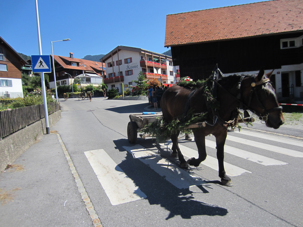 alpabfahrt fraxern maiens____ 2015.jpg