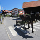 alpabfahrt fraxern maiens____ 2015.jpg