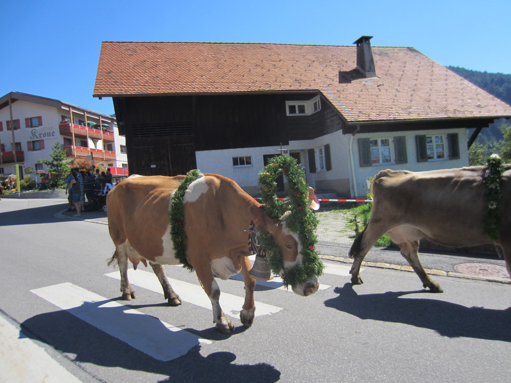 alpabfahrt fraxern maiens____ 2015 _3_.jpg