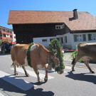 alpabfahrt fraxern maiens____ 2015 _3_.jpg