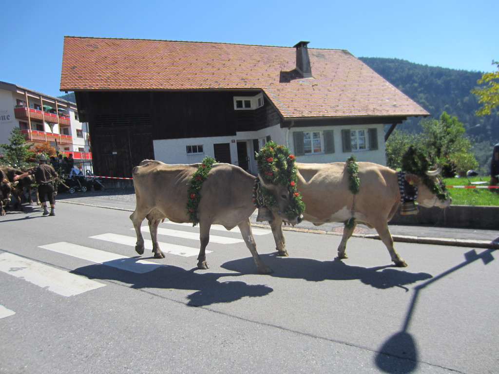 alpabfahrt fraxern maiens____ 2015 _4_.jpg