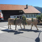 alpabfahrt fraxern maiens____ 2015 _4_.jpg