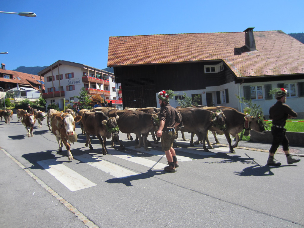 alpabfahrt fraxern maiens____ 2015 _5_.jpg