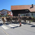 alpabfahrt fraxern maiens____ 2015 _5_.jpg