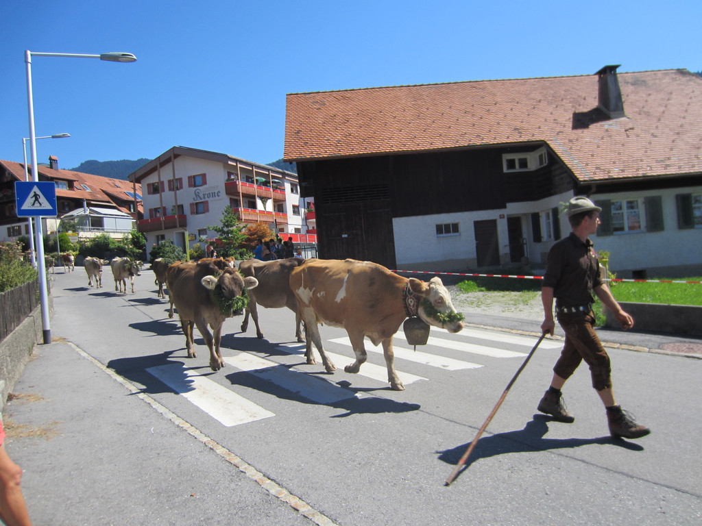 alpabfahrt fraxern maiens____ 2015 _6_.jpg