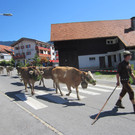 alpabfahrt fraxern maiens____ 2015 _6_.jpg