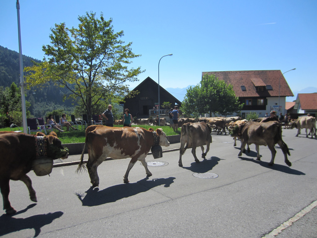 alpabfahrt fraxern maiens____ 2015 _7_.jpg