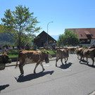 alpabfahrt fraxern maiens____ 2015 _7_.jpg