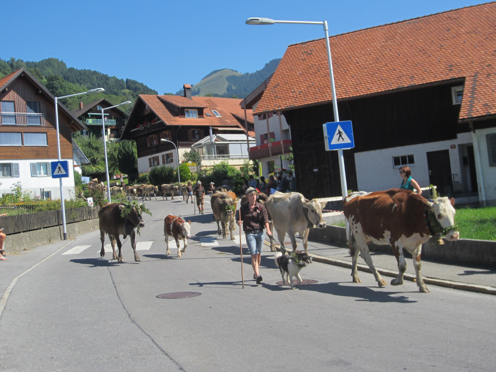 alpabfahrt fraxern maiens____ 2015 _8_.jpg