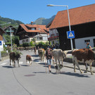 alpabfahrt fraxern maiens____ 2015 _8_.jpg