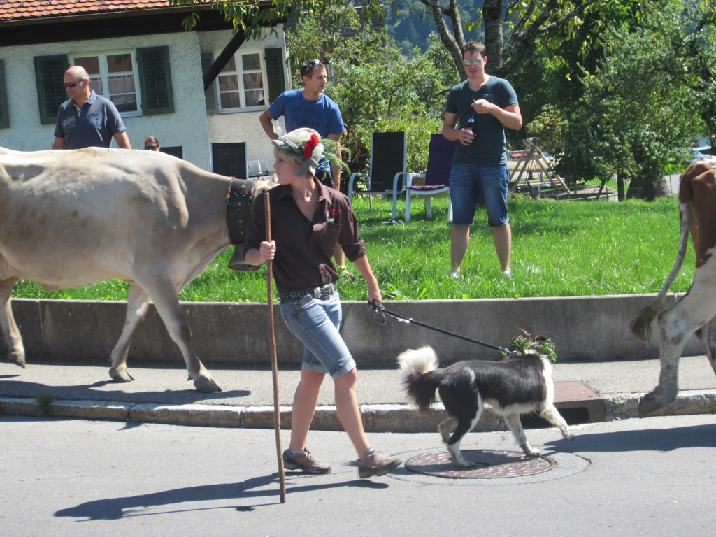 alpabfahrt fraxern maiens____ 2015 _9_.jpg