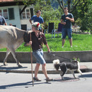 alpabfahrt fraxern maiens____ 2015 _9_.jpg