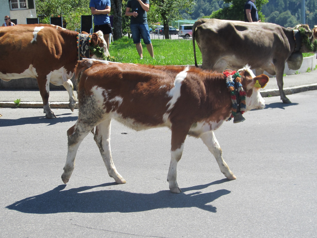 alpabfahrt fraxern maiens____ 2015 _10_.jpg