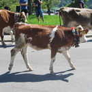 alpabfahrt fraxern maiens____ 2015 _10_.jpg