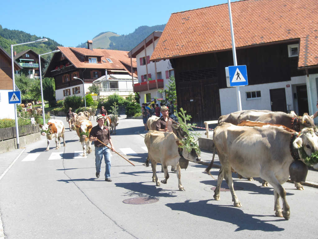 alpabfahrt fraxern maiens____ 2015 _13_.jpg