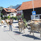 alpabfahrt fraxern maiens____ 2015 _13_.jpg