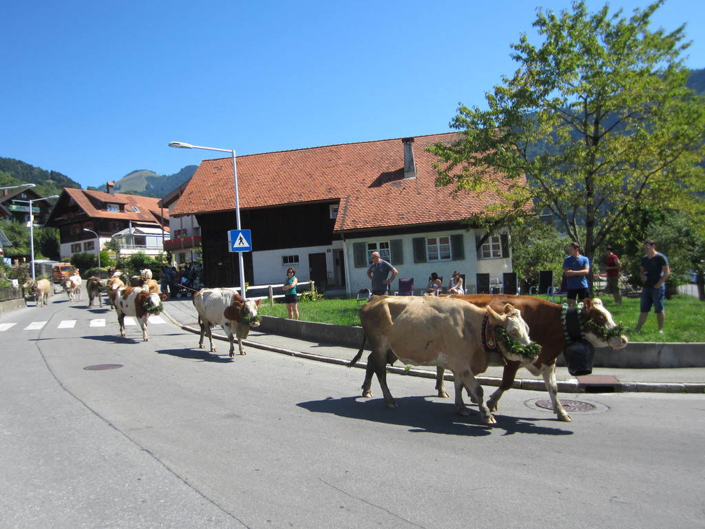 alpabfahrt fraxern maiens____ 2015 _16_.jpg