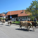 alpabfahrt fraxern maiens____ 2015 _16_.jpg