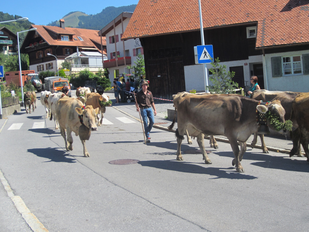 alpabfahrt fraxern maiens____ 2015 _17_.jpg