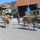 alpabfahrt fraxern maiens____ 2015 _17_.jpg