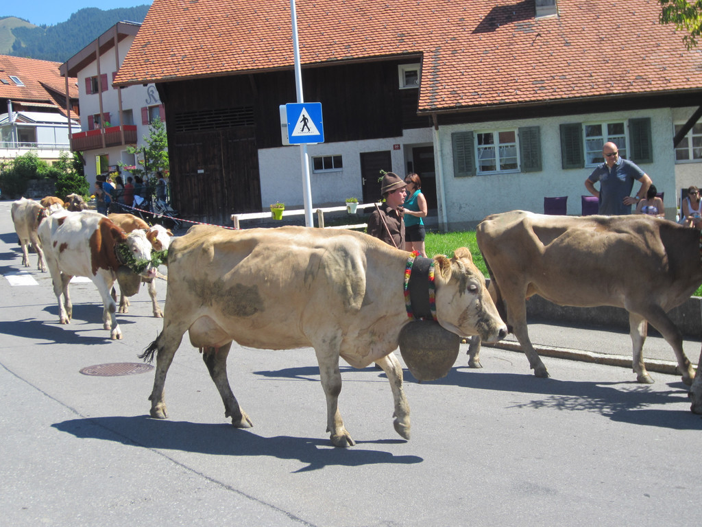 alpabfahrt fraxern maiens____ 2015 _18_.jpg