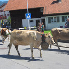 alpabfahrt fraxern maiens____ 2015 _18_.jpg