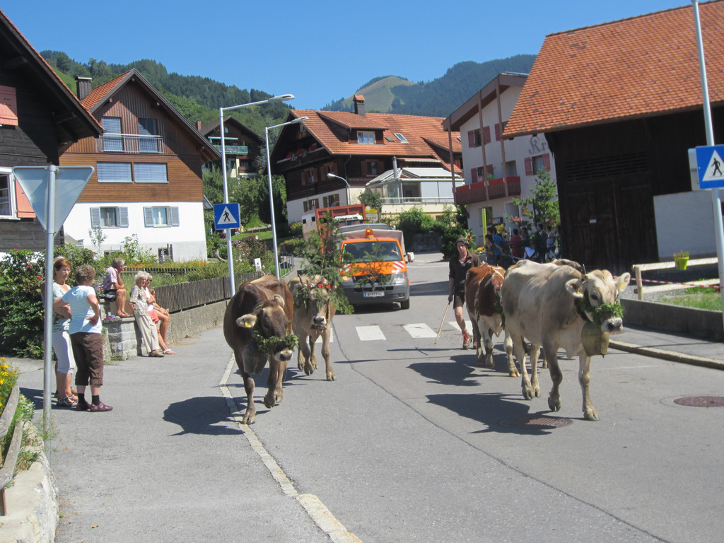 alpabfahrt fraxern maiens____ 2015 _19_.jpg