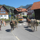 alpabfahrt fraxern maiens____ 2015 _19_.jpg