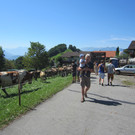 alpabfahrt fraxern maiens____ 2015 _26_.jpg