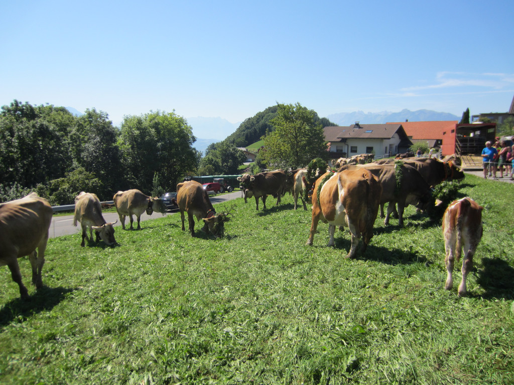 alpabfahrt fraxern maiens____ 2015 _40_.jpg