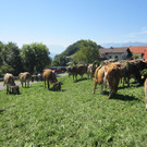 alpabfahrt fraxern maiens____ 2015 _40_.jpg