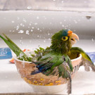 bathing-parrot_17802_600x450.jpg