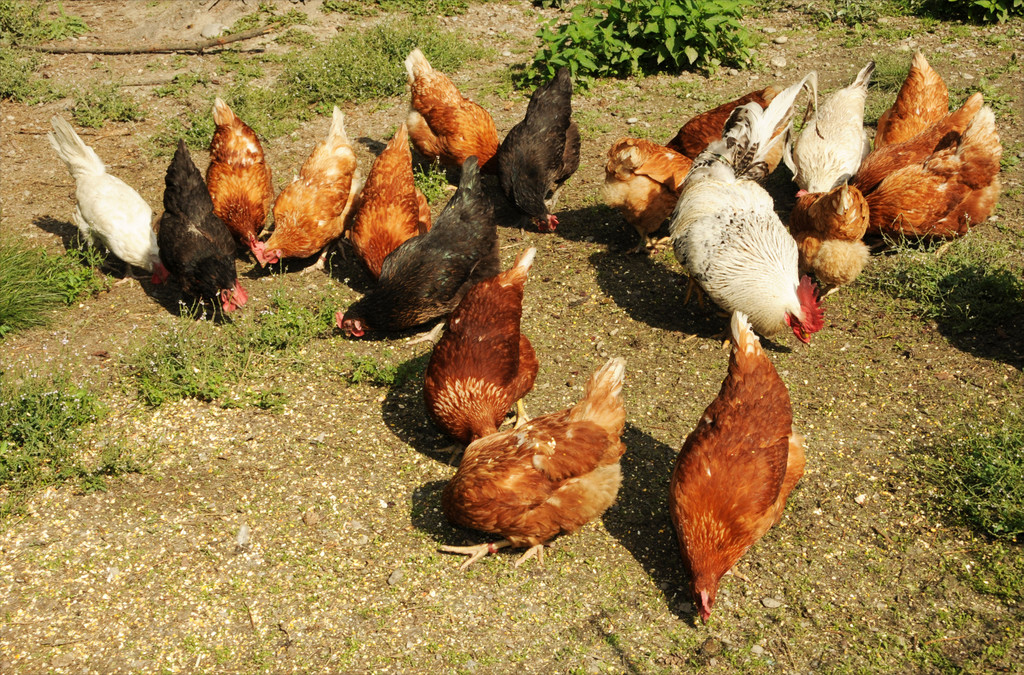 Tierschutz 2015 24.jpg