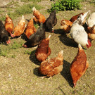 Tierschutz 2015 24.jpg