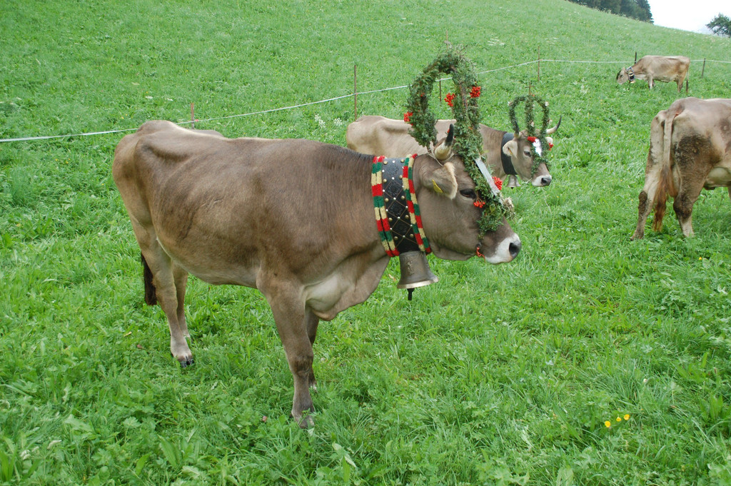 DSC_0042.JPG