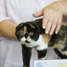 20150905fmt_int_katzenausstellung_mw-2.jpg