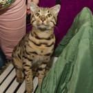 20150905fmt_int_katzenausstellung_mw-3.jpg