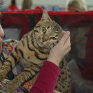 20150905fmt_int_katzenausstellung_mw-4.jpg