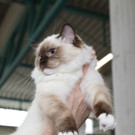 20150905fmt_int_katzenausstellung_mw-5.jpg