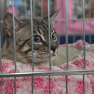 20150905fmt_int_katzenausstellung_mw-6.jpg