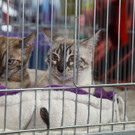 20150905fmt_int_katzenausstellung_mw-7.jpg