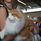 20150905fmt_int_katzenausstellung_mw-8.jpg