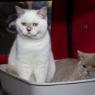 20150905fmt_int_katzenausstellung_mw-9.jpg