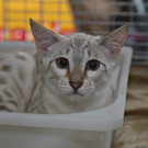 20150905fmt_int_katzenausstellung_mw-11.jpg