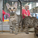 20150905fmt_int_katzenausstellung_mw-12.jpg