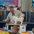20150905fmt_int_katzenausstellung_mw-14.jpg