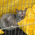 20150905fmt_int_katzenausstellung_mw-16.jpg
